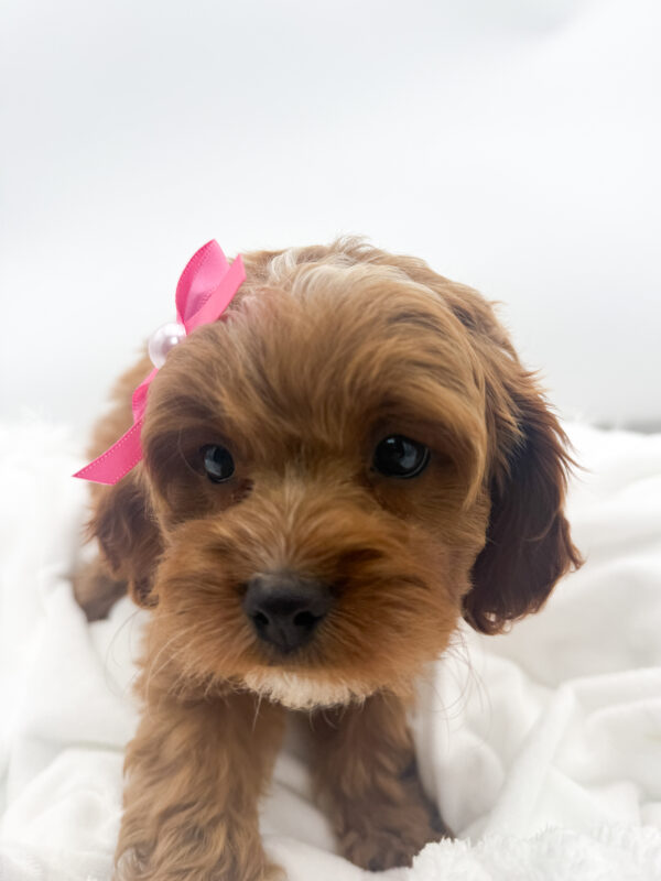 Indie - Cavapoo - Image 2