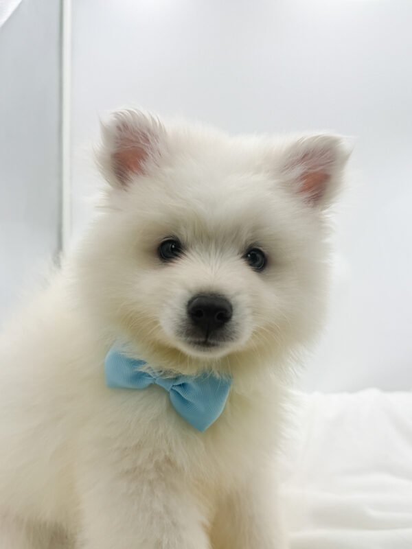 Wren - American Eskimo - Image 1