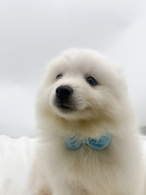 Wren - American Eskimo - Image 2