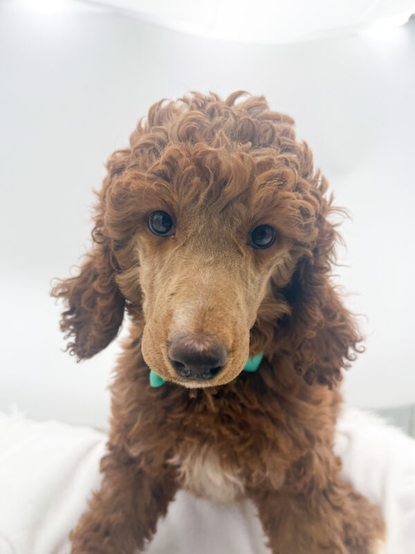 MIa - Standard Poodle - Image 1