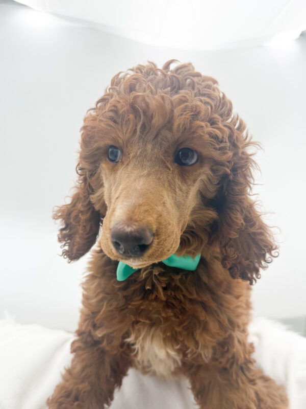 MIa - Standard Poodle - Image 2