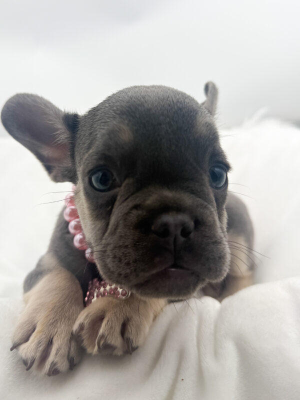Harley - French Bulldog - Image 2