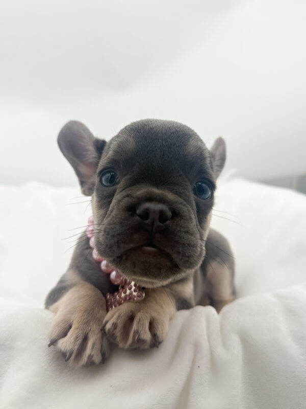 Harley - French Bulldog - Image 1