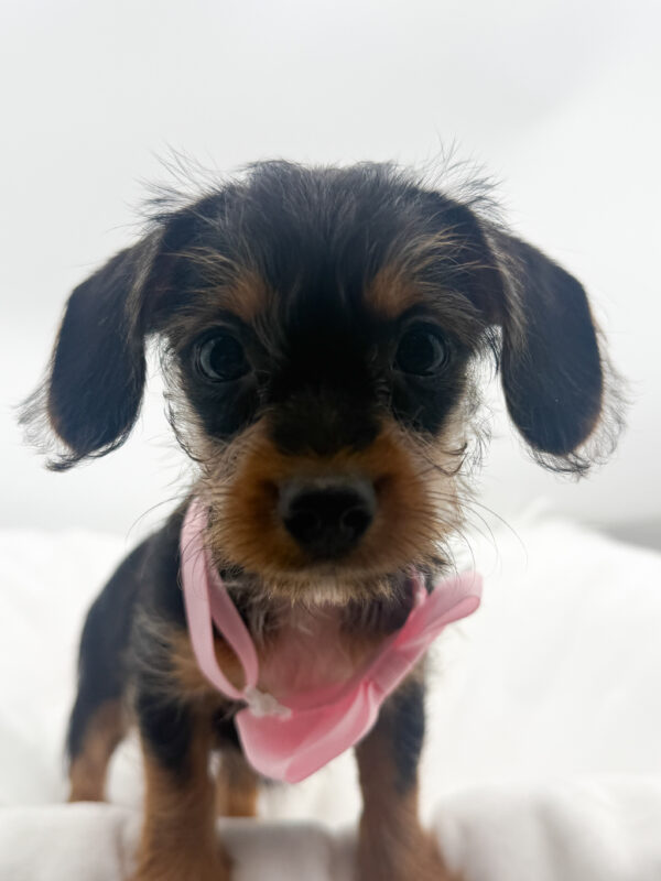 Leia - Yorkie/Dachshund - Image 1