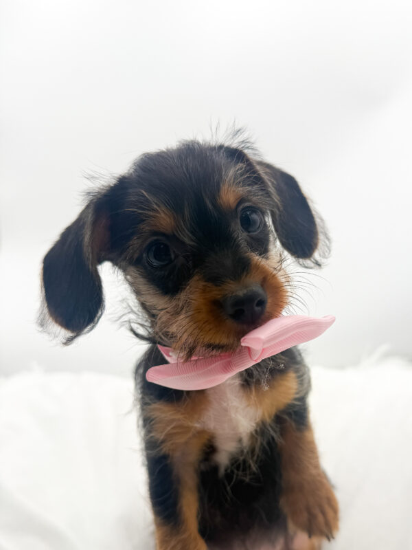 Leia - Yorkie/Dachshund - Image 2