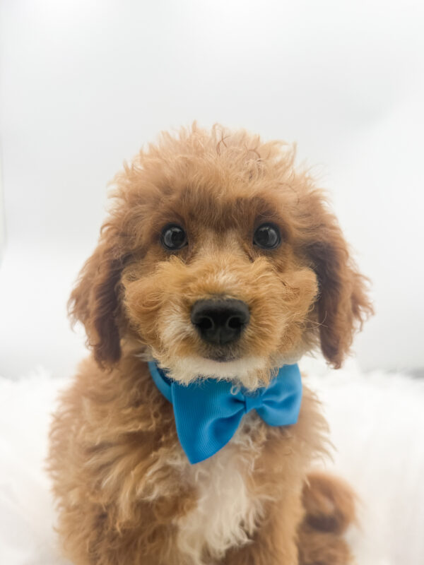 Bandit - Mini Goldendoodle 2nd Gen - Image 1
