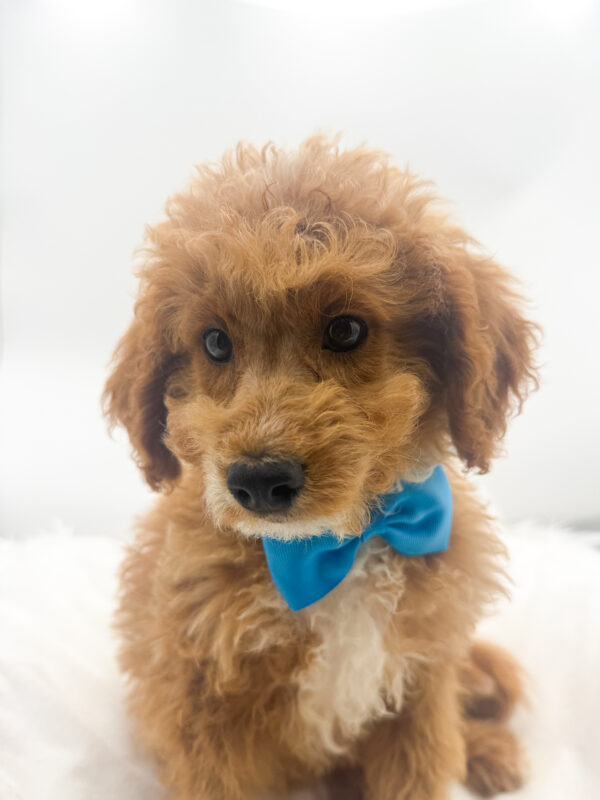 Bandit - Mini Goldendoodle 2nd Gen - Image 2