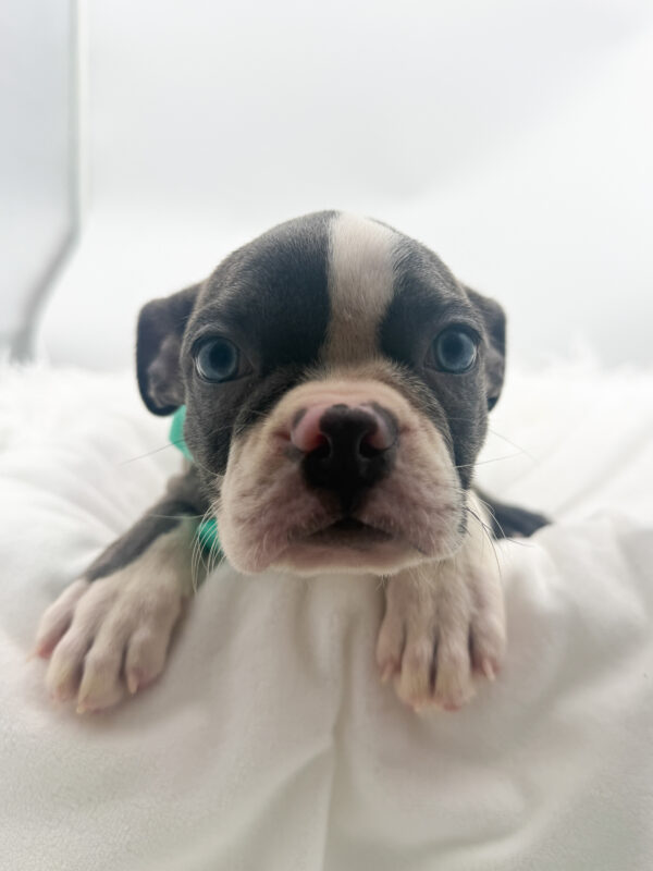 Sunrise - Boston English Bulldog - Image 2