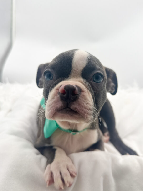 Sunrise - Boston English Bulldog - Image 1