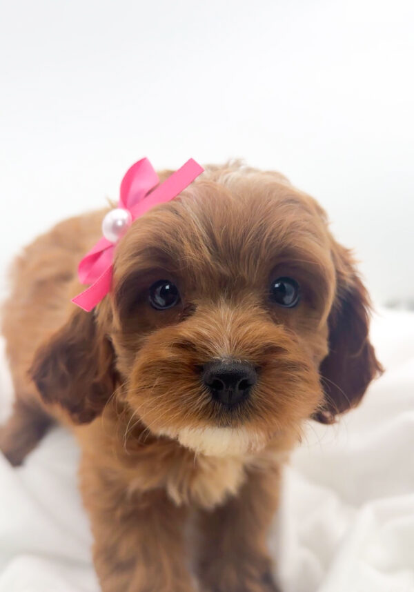 Indie - Cavapoo - Image 1