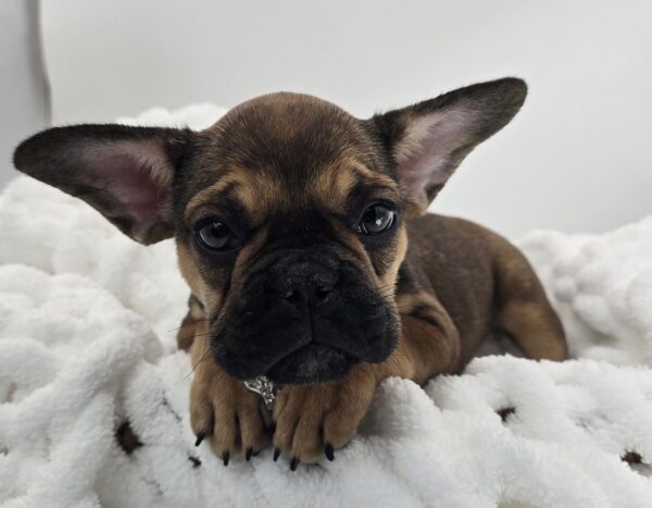 Orchid - French Bulldog - Image 1