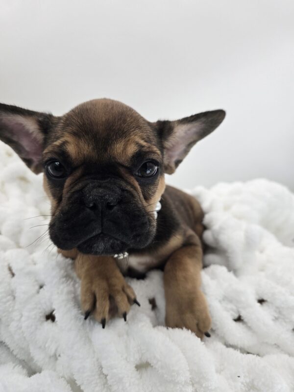 Orchid - French Bulldog - Image 2
