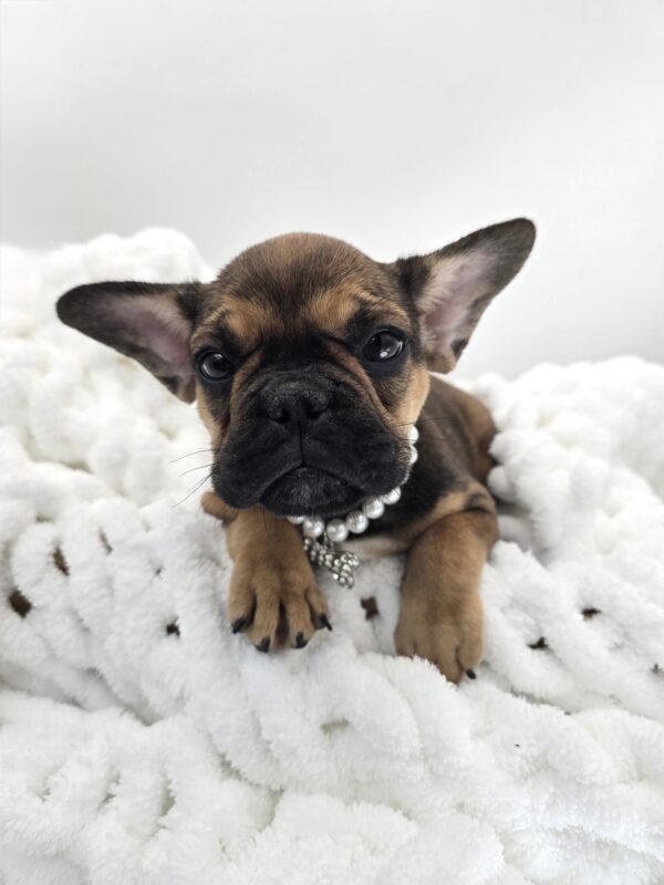 Orchid - French Bulldog - Image 3