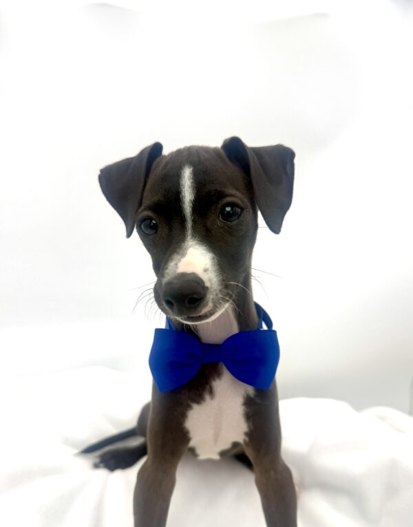 Surge - Italian Greyhound - Image 1