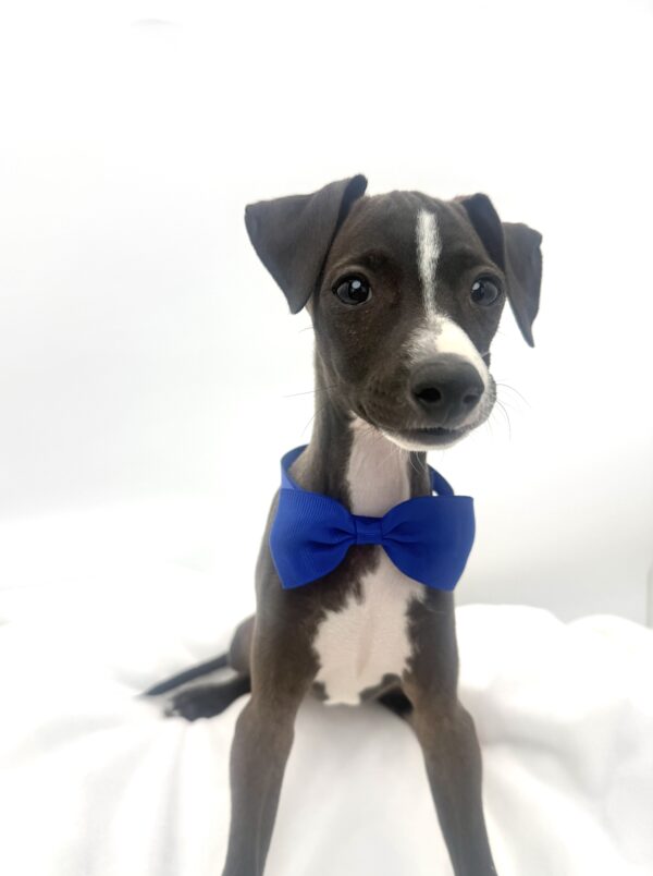 Surge - Italian Greyhound - Image 2