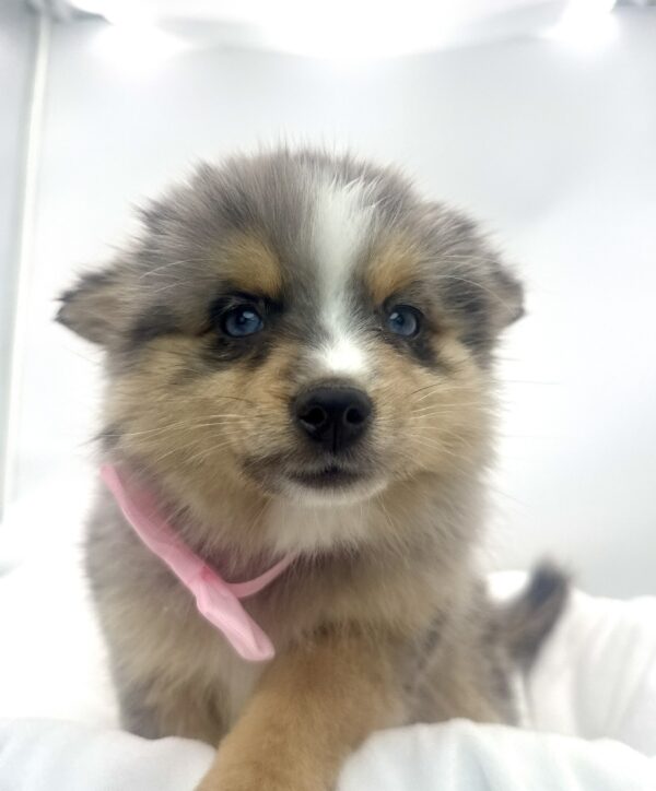 Zara - Pomsky 2nd Gen - Image 1