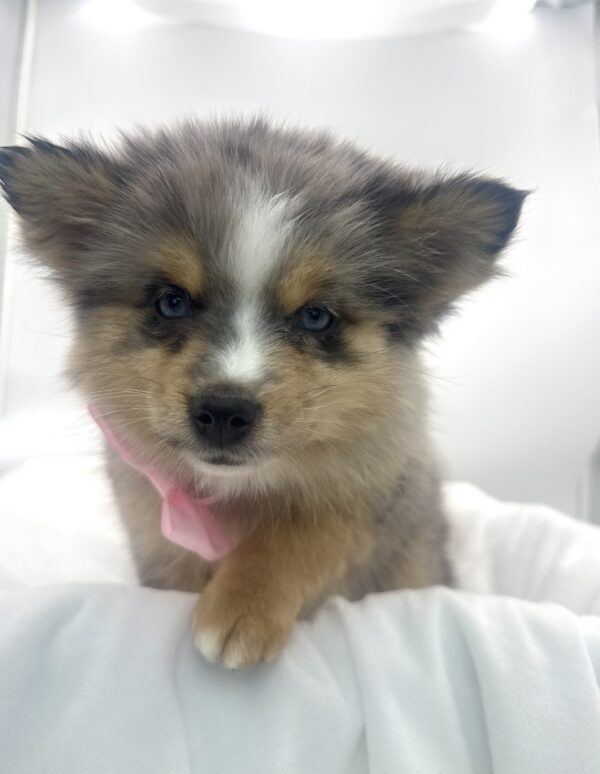 Zara - Pomsky 2nd Gen - Image 2