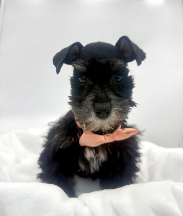 Journey - Mini Schnauzer - Image 2
