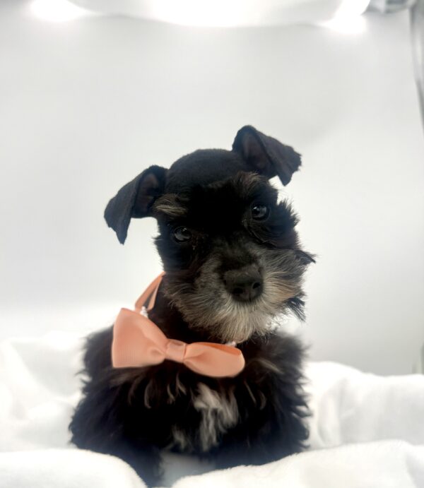 Journey - Mini Schnauzer - Image 1