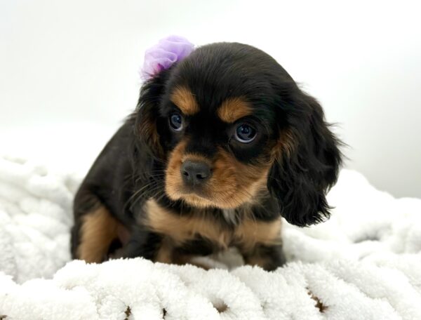 Ellie - Cavalier King Charles Spaniel - Image 2