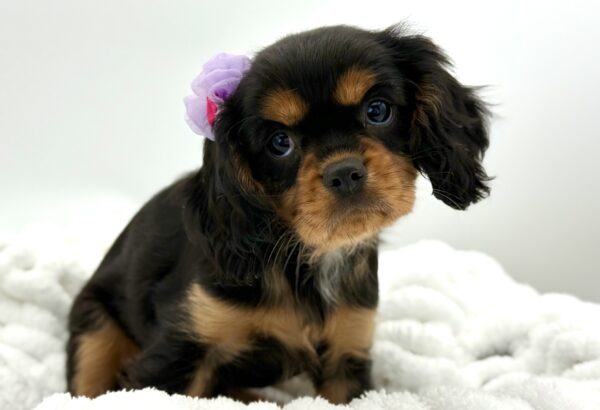 Ellie - Cavalier King Charles Spaniel - Image 1