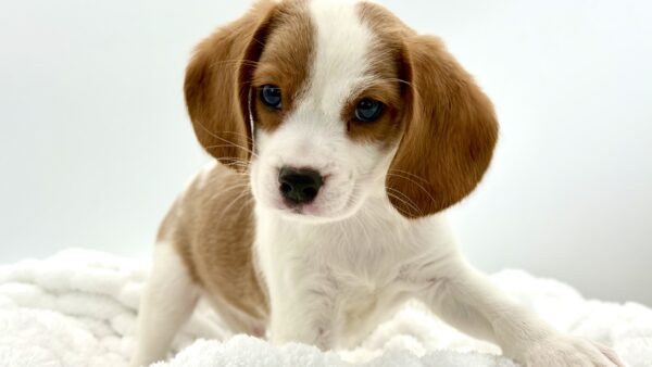 Copper - Beaglier - Image 2