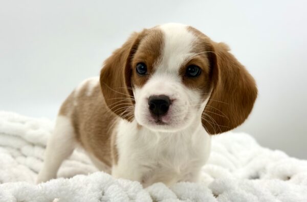 Copper - Beaglier - Image 1