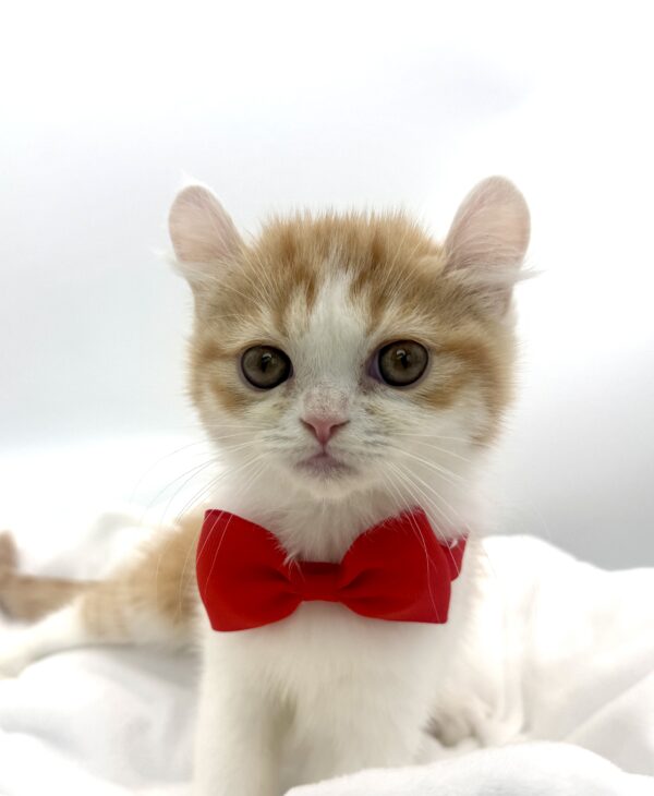 Midas - American Curl - Image 1