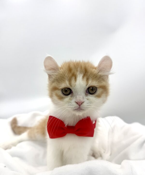 Midas - American Curl - Image 2
