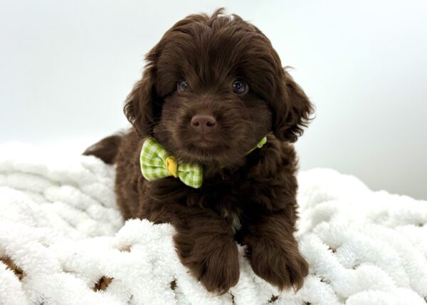 Fudge - Mini Labradoodle 2nd Gen - Image 1