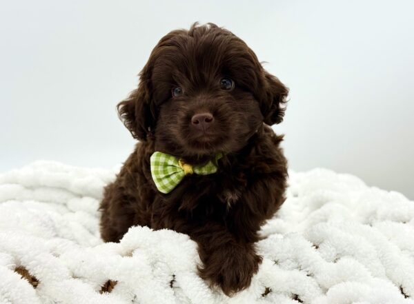 Fudge - Mini Labradoodle 2nd Gen - Image 2