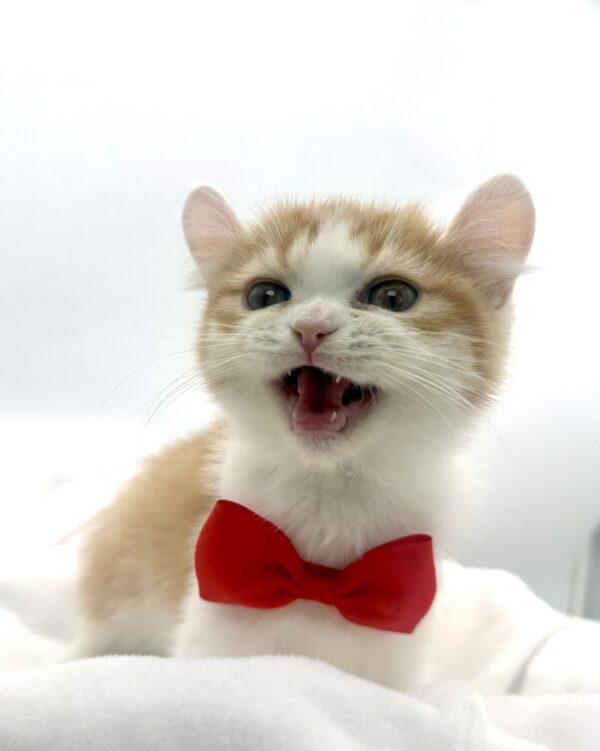 Midas - American Curl - Image 3