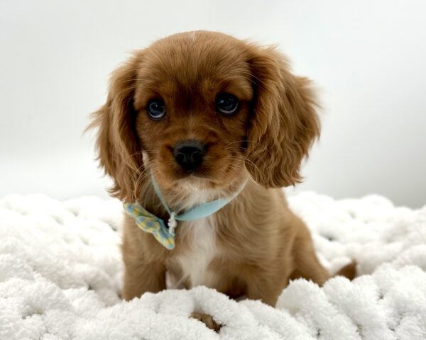 Holt - Cavalier King Charles Spaniel - Image 1