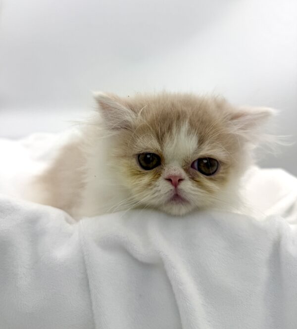 Forrest - Munchkin - Image 2
