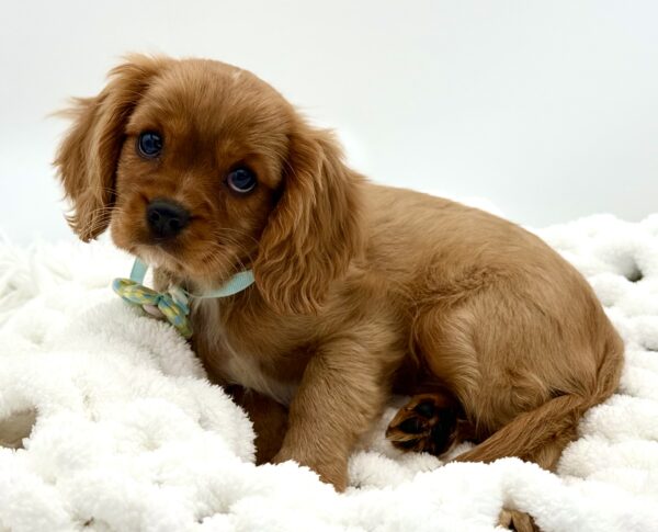 Holt - Cavalier King Charles Spaniel - Image 2