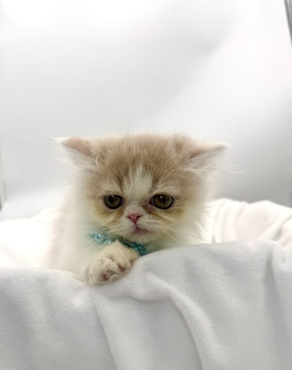 Forrest - Munchkin - Image 1