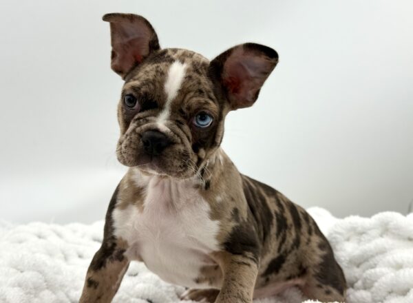 Checkers - French Bulldog/Boston - Image 1