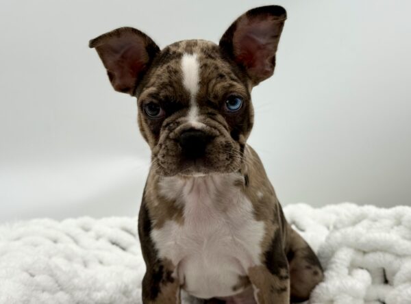 Checkers - French Bulldog/Boston - Image 2