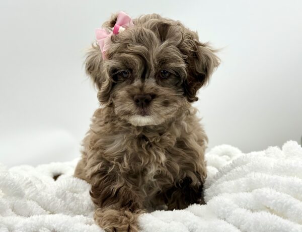 Sprinkles - Cockapoo - Image 3