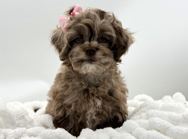 Sprinkles - Cockapoo - Image 1