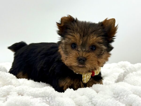 Corduroy - Yorkshire Terrier - Image 2