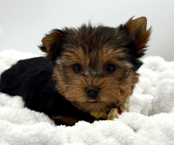 Corduroy - Yorkshire Terrier - Image 1