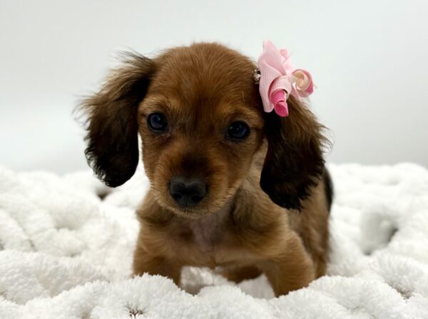 Hazelnut - Dachshund - Image 2