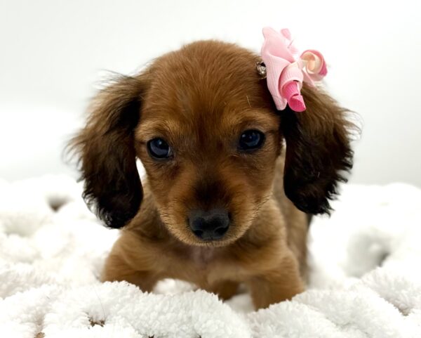 Hazelnut - Dachshund - Image 1