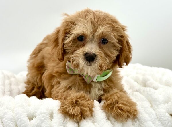 Peaches - Shih Poo - Image 2