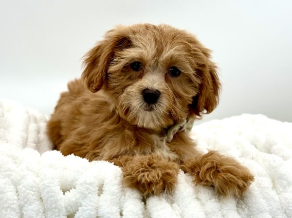 Peaches - Shih Poo - Image 1