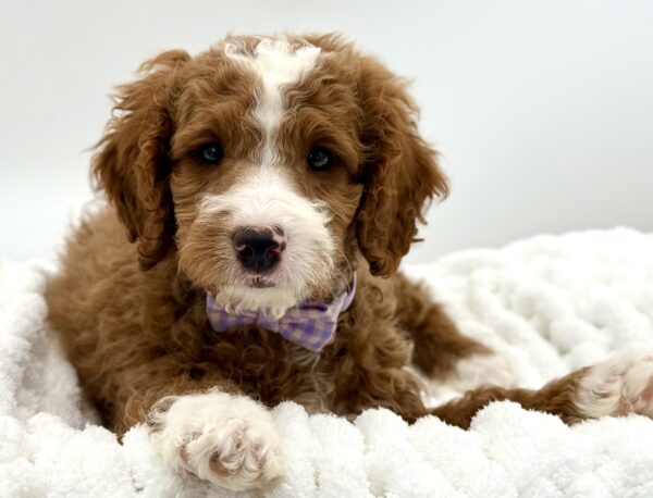 Socks - Mini Goldendoodle 2nd Gen - Image 2