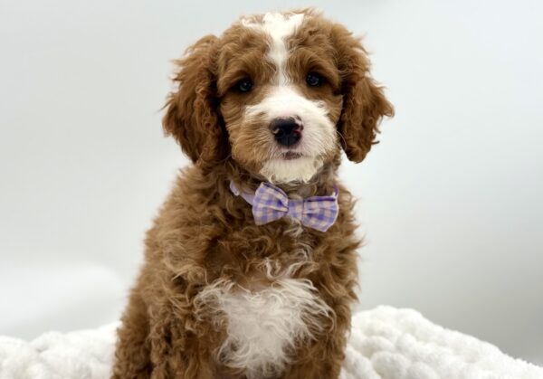 Socks - Mini Goldendoodle 2nd Gen - Image 1