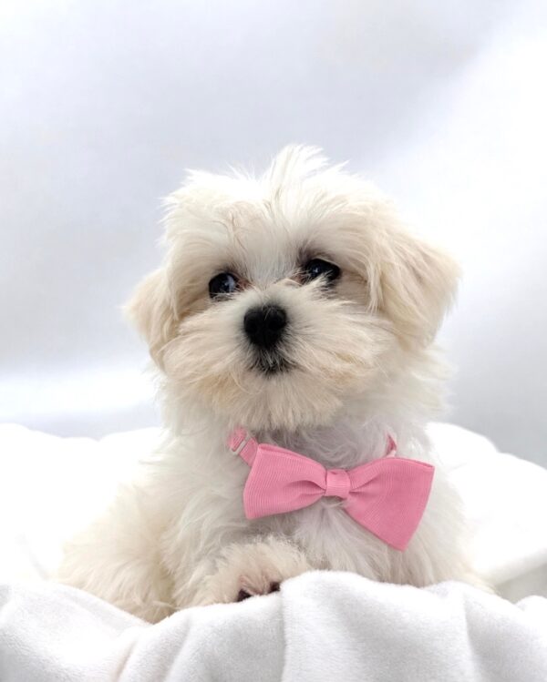 Ocean - Maltese - Image 2