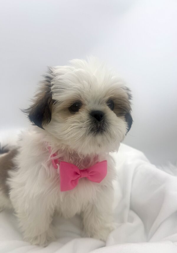 Piper - Shih Tzu - Image 1